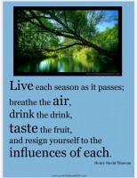 A-Thoreau-quote