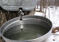 maple water