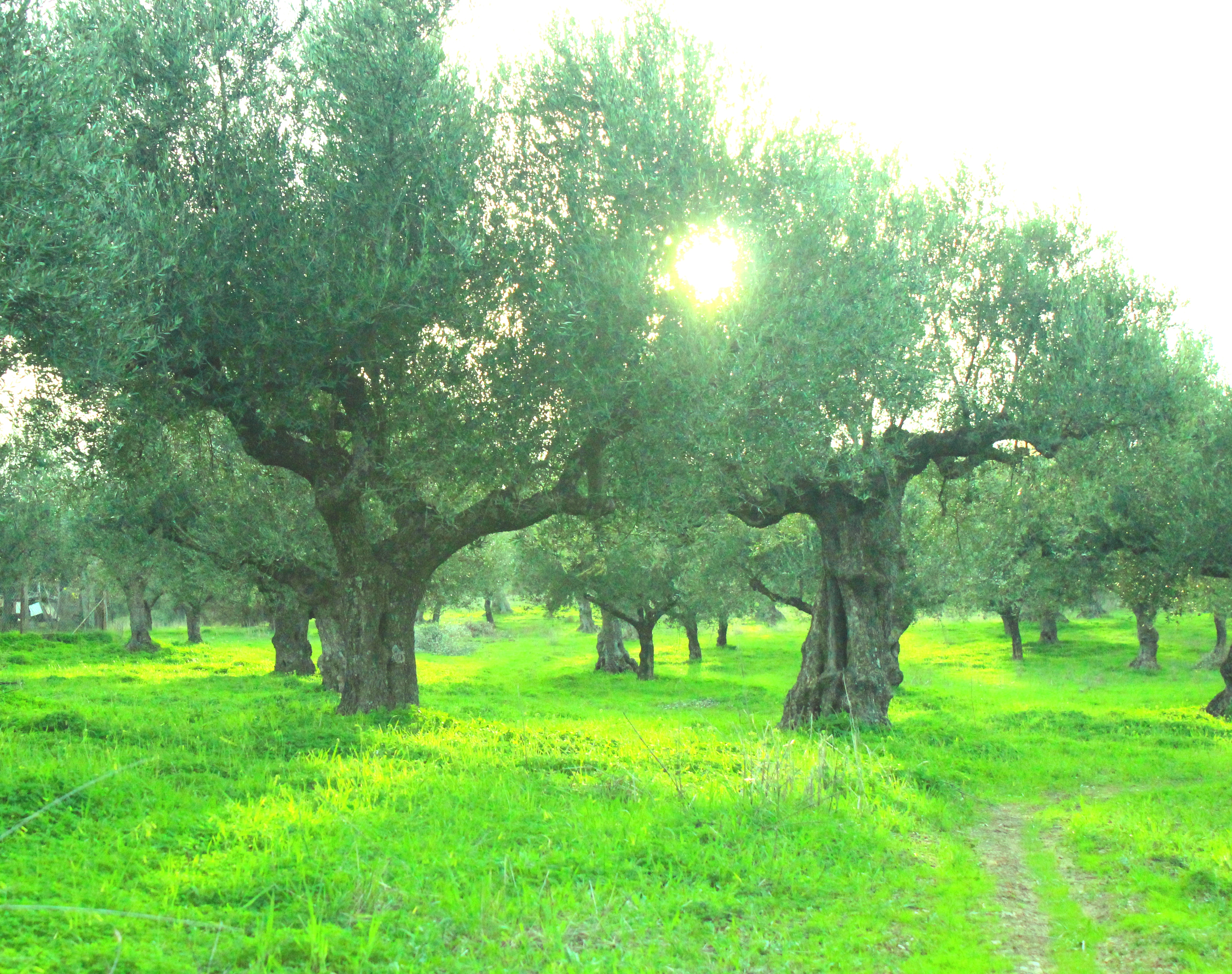 Where does your olive oil come from?